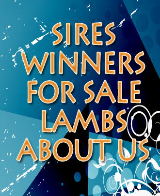 Ryan Club Lambs